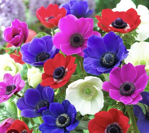 Anemone de caen mixed - ,