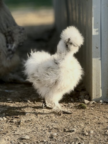 Show quality fertile silkie - quality,