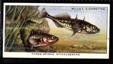 Wills Pond & Aquarium (Unissued) Three-Spiked Sticklebacks No. 5