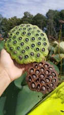 20 American Lotus seeds for