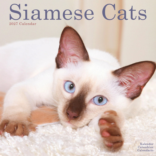 Cats siamese 2027 - siamese, calendar