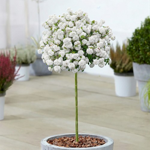 Viburnum eskimo snowball bush - snowball,