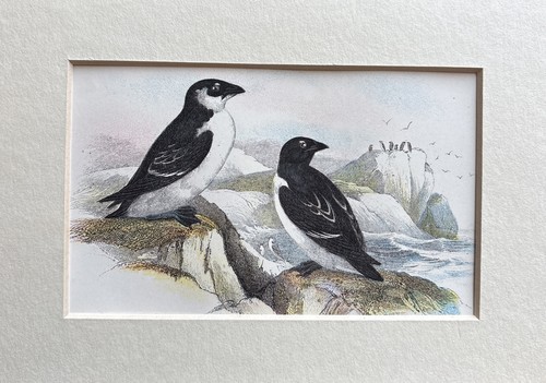 Antique little auk coloured - antique,