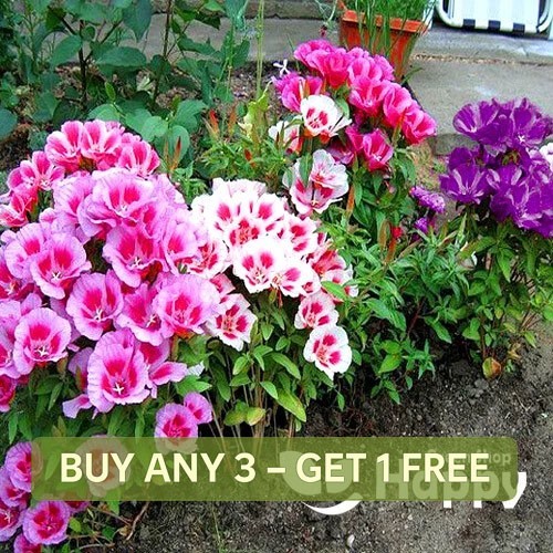 Dwarf godetia monarch - dwarf,