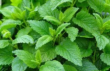 Lemon Balm Plant (Melissa