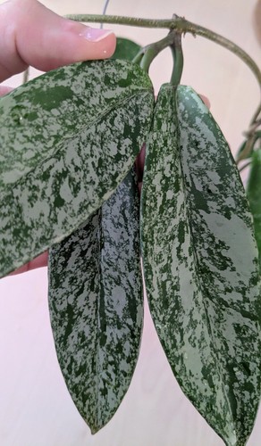 Hoya pubicalyx splash - pubicalyx, 'splash'