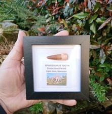Fossil Spinosaur Tooth