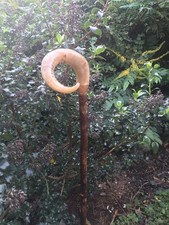 Curly Rams Horn Walking Stick