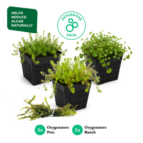 Oxygenating pond plant pack - oxygenating,