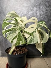 Monstera Deliciosa Albo Half