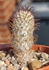 Mammillaria Perezdelarosae -