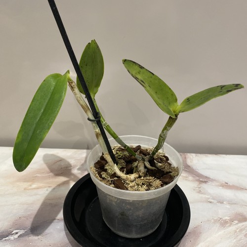 Cattleya noid orchid plant - cattleya,