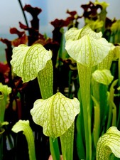 Sarracenia x Excellens White