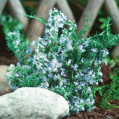 Rosemary blue winter 9cm - rosemary, winter'