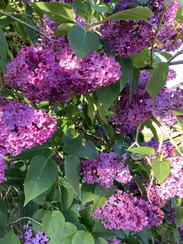 Two syringa belle nancy - 'belle, de