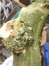 Eye Burr / Burl English Box