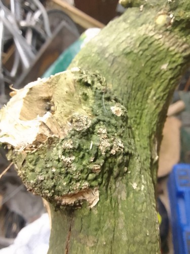 Eye burr burl english - burr,