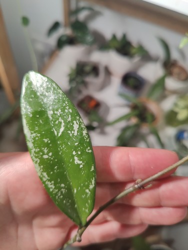 Hoya pubicalyx splash - hoya, 'splash