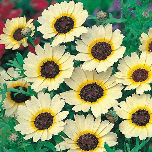 Chrysanthemum easter star - chrysanthemum,
