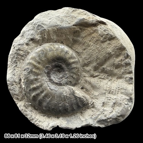 Pseudolioceras ammonite fossil - ammonite,