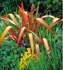 Phormium Cookianum Flamingo -