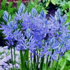 10 Camassia Esculenta Quamash Bulbs Garden Flower Perennial Flowering Plant⭐⭐⭐⭐⭐