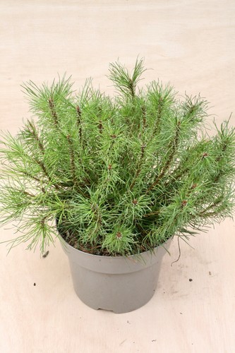 Pinus mugo subsp - .,