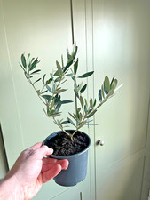 Olive Tree in 1 ltr Pot -