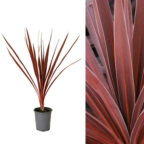 Cordyline torbay red - red, 9cm