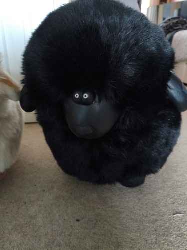 Rare black sheep - rare,
