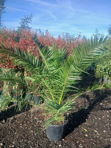 Phoenix canariensis palm - canariensis, uk