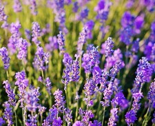 Lavender Blue Fragrance Seeds