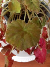 Begonia Rex UNROOTED Single