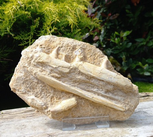Fossil mosasaur jaw halisaurus - mosasaur,
