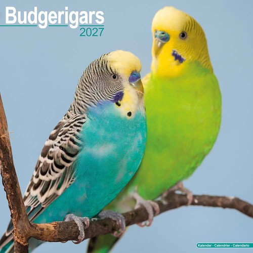 2027 budgie parrot - calendar,