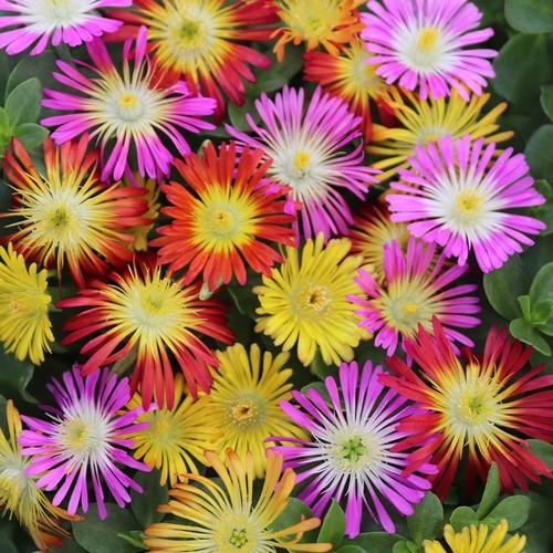 Delosperma ice plant pack - ice,
