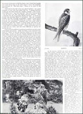 FALCONRY : HOBBY & MERLIN