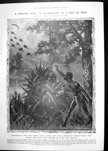 Antique print wild duck - antique,