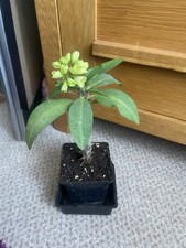 Euphorbia Milii