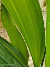 Aspidistra Elatior 'STARS AND