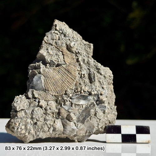 Mass crinoid and - mass,