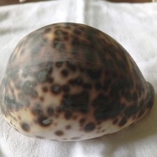Pair Large Tiger Cowrie Shells