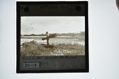 Reed cutter hoveton - reed, great