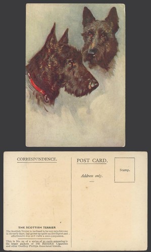 Scottish terrier scottie - scottish,
