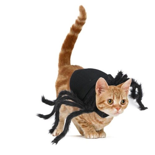 Halloween pet black - halloween, spider