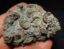 Large pyrite multi-ammonite