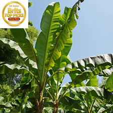 Exotic Large Leaf Hardy Banana