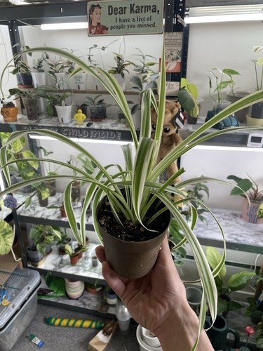 Spider plant variegated - plant,