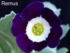 Primula auricula plants -