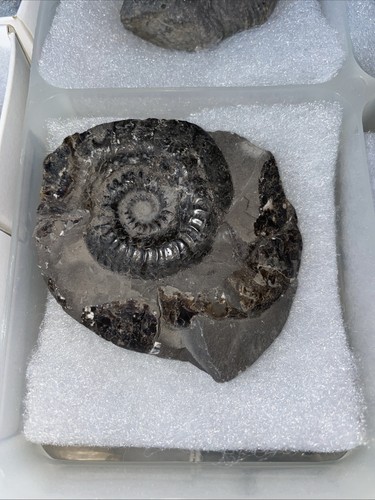 Large dark ammonite matrix - dark, in